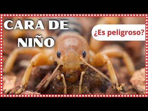 download lagu mp3 mp4 Niño De La Tierra Llorando, download lagu Niño De La Tierra Llorando gratis, unduh video klip Niño De La Tierra Llorando