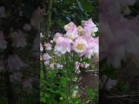 オダマキ: この美しい植物はどのくらい有毒ですか? 植物