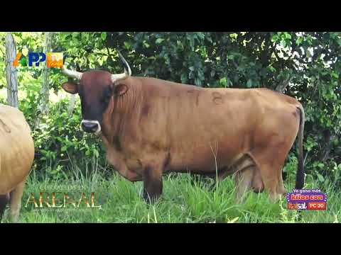 Arenal Bolívar 2025 | Ganadería San Carlos.