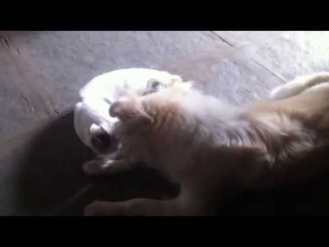 Frndship of cat and dog by srinath