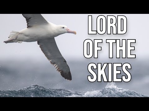 The Albatross: Mightiest of the Seabirds