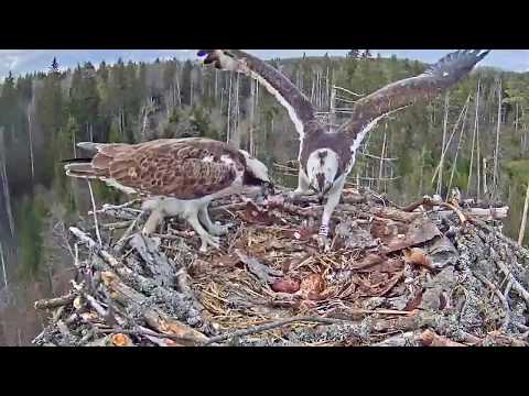 Fish + shift change (kalakotkas2)