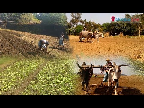 लालबागमधला मळा