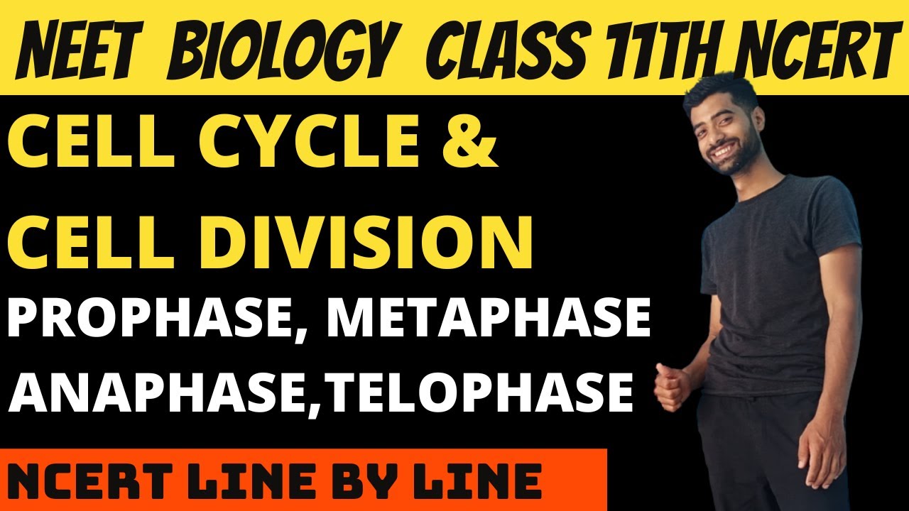 Cell cycle and Cell Division | M Phase | Prophase | Metaphase | Anaphase | Telophase.