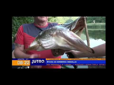 Prva Tv - Uhvaćena dzinovska štuka u Ovčar Banji