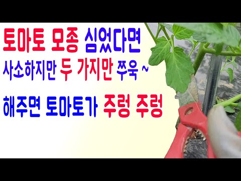, title : '토마토다수확방법 토마토곁순제거 토마토추비시기 토마토재배방법'