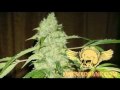 Serious Seeds Bubble Gum 