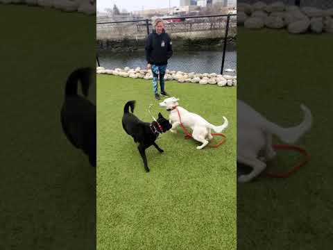 Poppy, an adopted Labrador Retriever & Chow Chow Mix in Stamford, CT_image-1