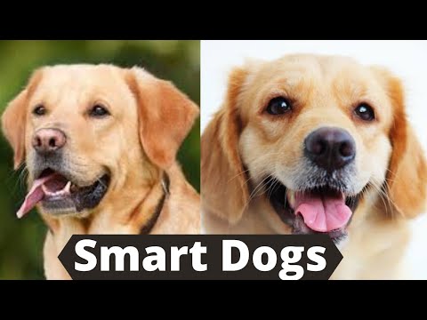 Cute and funny dog videos compilation no 1 || cute and funny dogs video || Zeenat Aslam official
