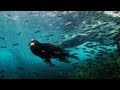 Documentary Nature - Journey to the Sea of Cortez