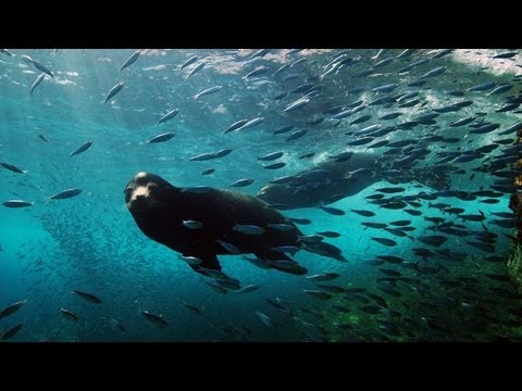 Journey to the Sea of Cortez
