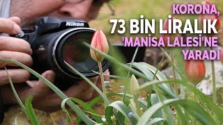 Koparma Cezası 73 Bin Lira Olan 'Manisa Lalesi' Popülasyonunda Bu Yıl 