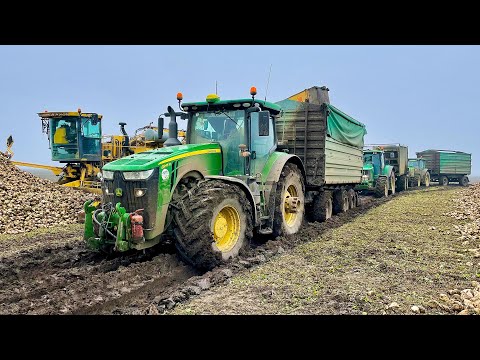 Cukorrépa hordás 2021 💪 ROPA | John Deere Transport | Case IH | JCB | Sugar Beet Transport