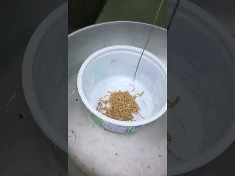 Fasti old model (FMGL) side cut chain machine fast speed