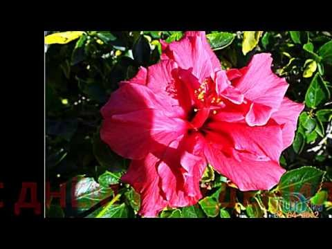 С днём рождения, Елена (Киев)!!!