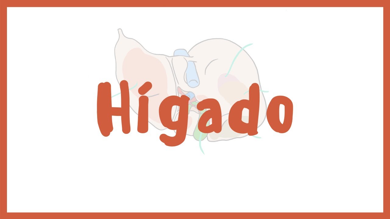 ANATOMÍA | Anatomía del Hígado y vías biliares | Blasto Med
