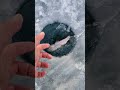 Video Thumbnail for Icefishing / Catch & Release #short #fishing #subscribe #shorts