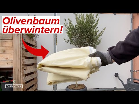 Olivenbaum im Kübel überwintern! Diese Tipps unbedingt beachten!