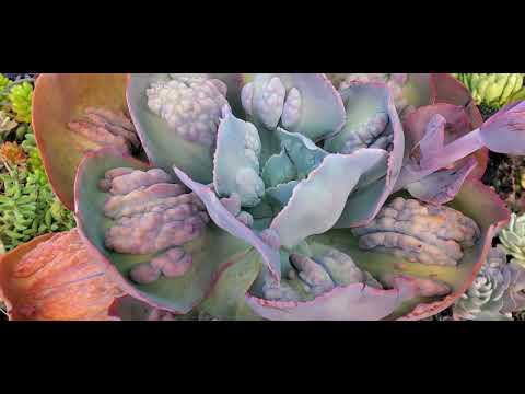 #succulent#vườn Sen Da Nha Lien.#echeveria #korea #aeonium #senđáđẹp #Crest#độtbien..08.05.2022