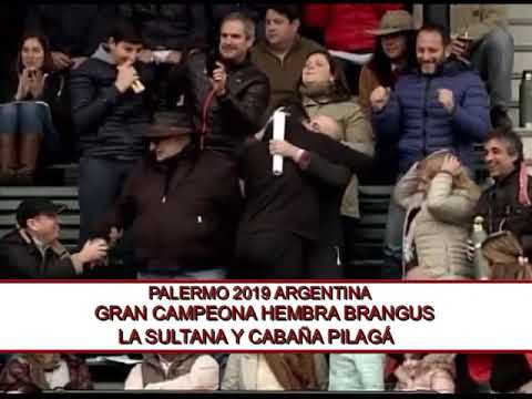 GRAN CAMPEONA HEMBRA BRANGUS LA SULTANA Y PILAGÁ