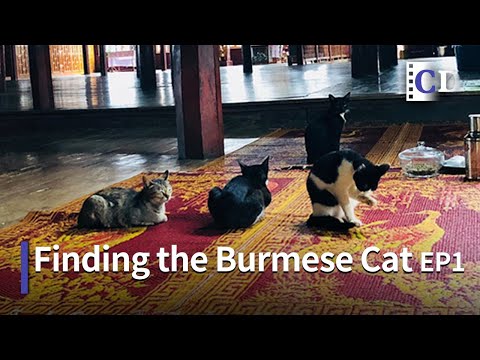 Return of the Burmese Cat EP 1 | China Documentary