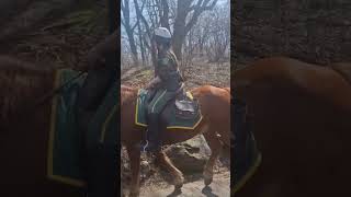The Central Park Rangers! #newyork #nyc #manhattan #usa #centralpark #horses #parkranger