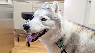 My Husky Goes to the Vet for Another Test!
