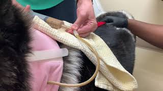 Esophageal feeding tube demonstration:  Dog