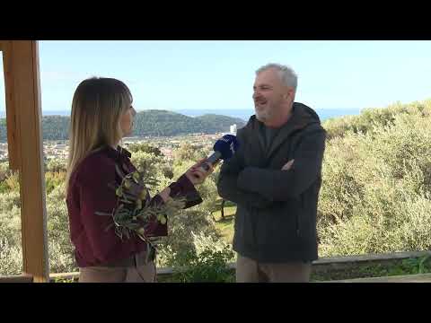 BOJE JUTRA - ZRELE MASLINE I MIRIS MORA KOLIKO JE KILOGRAMA UBRANO (FAHRO HAVARIĆ) | Vijesti online
