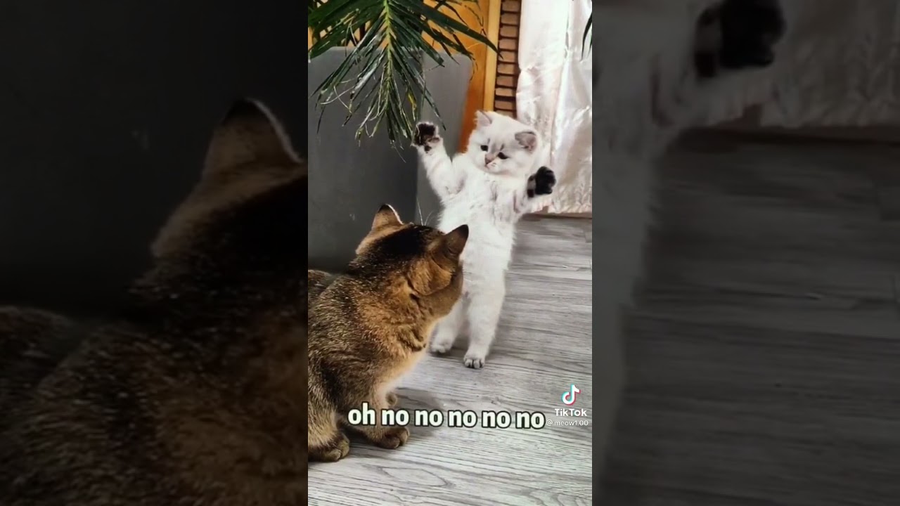 Cat’s sneak attack plan fails
