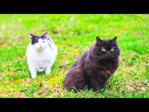 My Black Cat Defended His Family From an Intruder