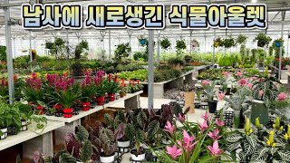역대급 스케일의 식물아울렛 다녀왔어요!! 간만에 랜선 식물투어!!