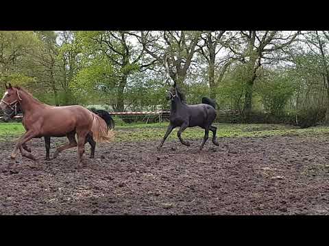 Stute v BONDS x FLORESTAN  x RUBINSTEIN *2019