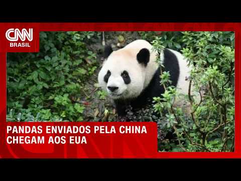 Pandas gigantes nos EUA: Entenda a “diplomacia” da China com os ursos | CNN 360°