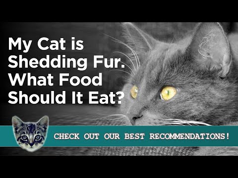 12 Best Cat Foods for Shedding. Anti-Shed Foods to Prevent Hair Loss.