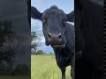 Cow Chewing Cud