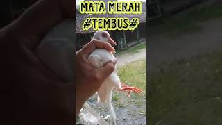 Download lagu Perkutut putih kapas albino mata merah tembus. mp3