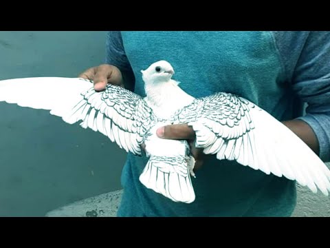 , title : '10 most beautiful fancy pigeon collection | Pigeon breeding in cage | Kabootar ki video | Kabutar'