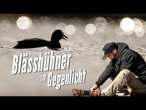 Vogelfotografie: Blässhühner im Gegenlicht