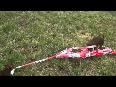 Coursing trénink 17.11.2012 - Kenai a Dobromysl