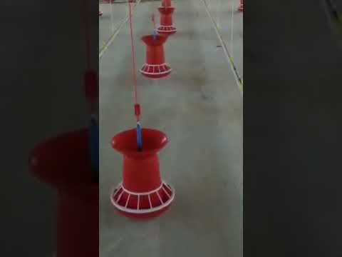 Poultry feeder and drinker, 40 birds