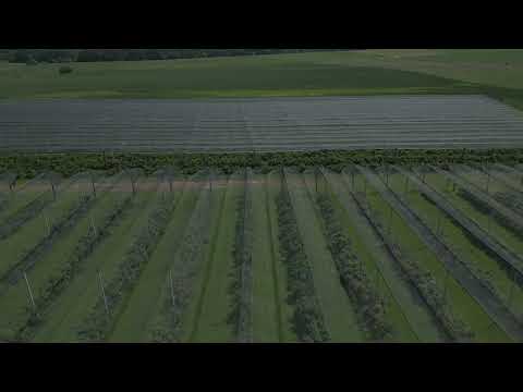 Borůvková farma SAN ANTON