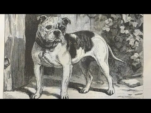 Performance working bulldog magazine “Bulldog Review”. #history  #bulldog  #workingdog 
