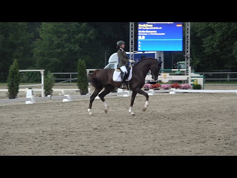 Go for Romance PS, v. Govenor - Fürst Romancier, Oldenburger, Hengst, gekört, * 2018