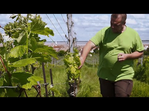 Die Folgen des Klimawandels verändern den Weinanbau