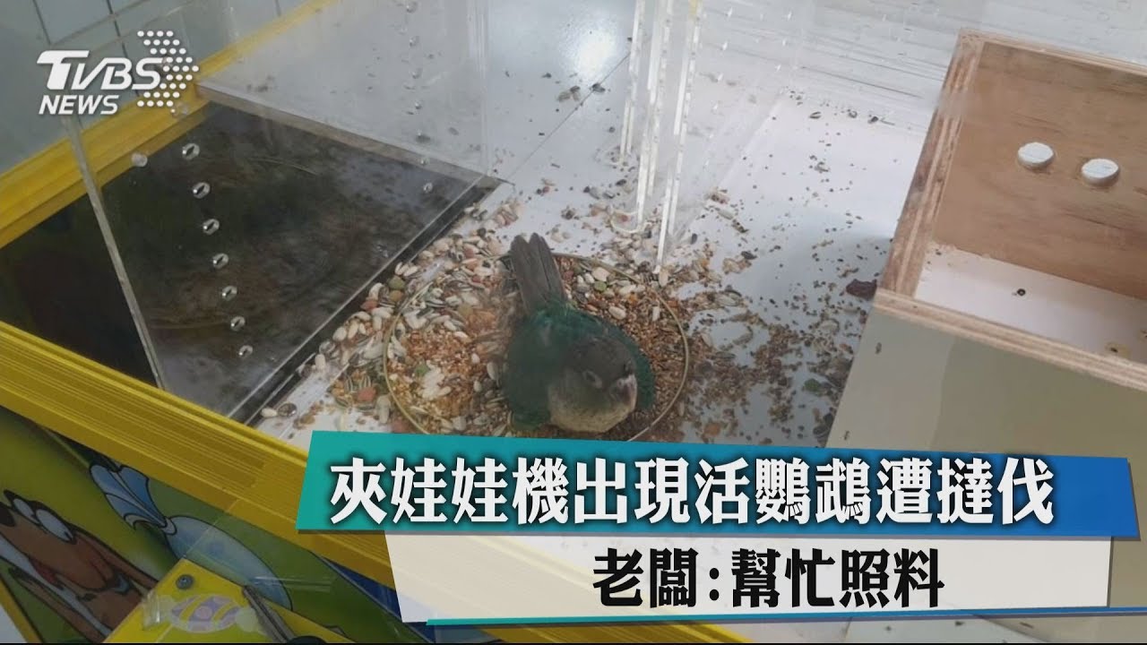 夾娃娃機出現活鸚鵡遭撻伐 老闆:幫忙照料
