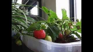 How to setup Indoor Condo Gardening - Patio Gardening