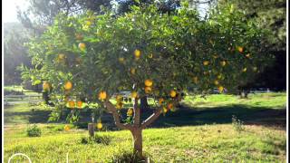 [閒聊] 輕快活潑的西洋歌