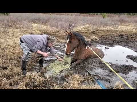 Pferd im Moor, kann es gerettet werden?