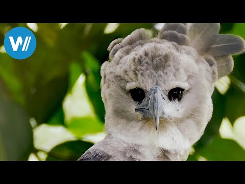 Harpies, the largest birds of prey in the rainforest (360° - GEO Reportage)